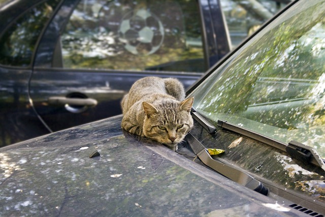 車の上の猫