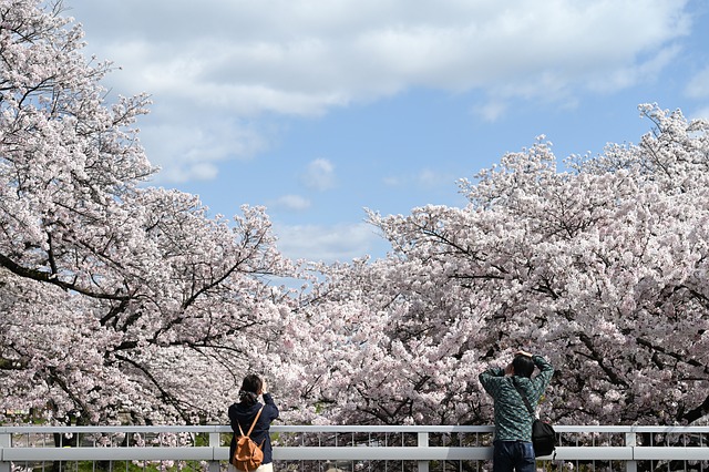 桜